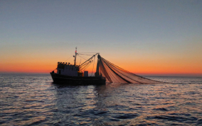 Sunrise & Fisherman with Dolphins - Yachting ApreaMare Istria Pula Medulin